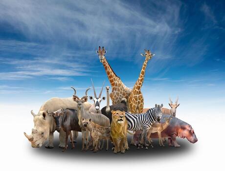 group-of-africa-animals-photo